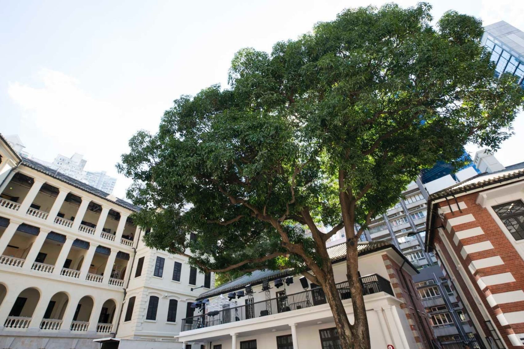 The mango tree in the courtyard at Tai Kwun in Hong Kong.