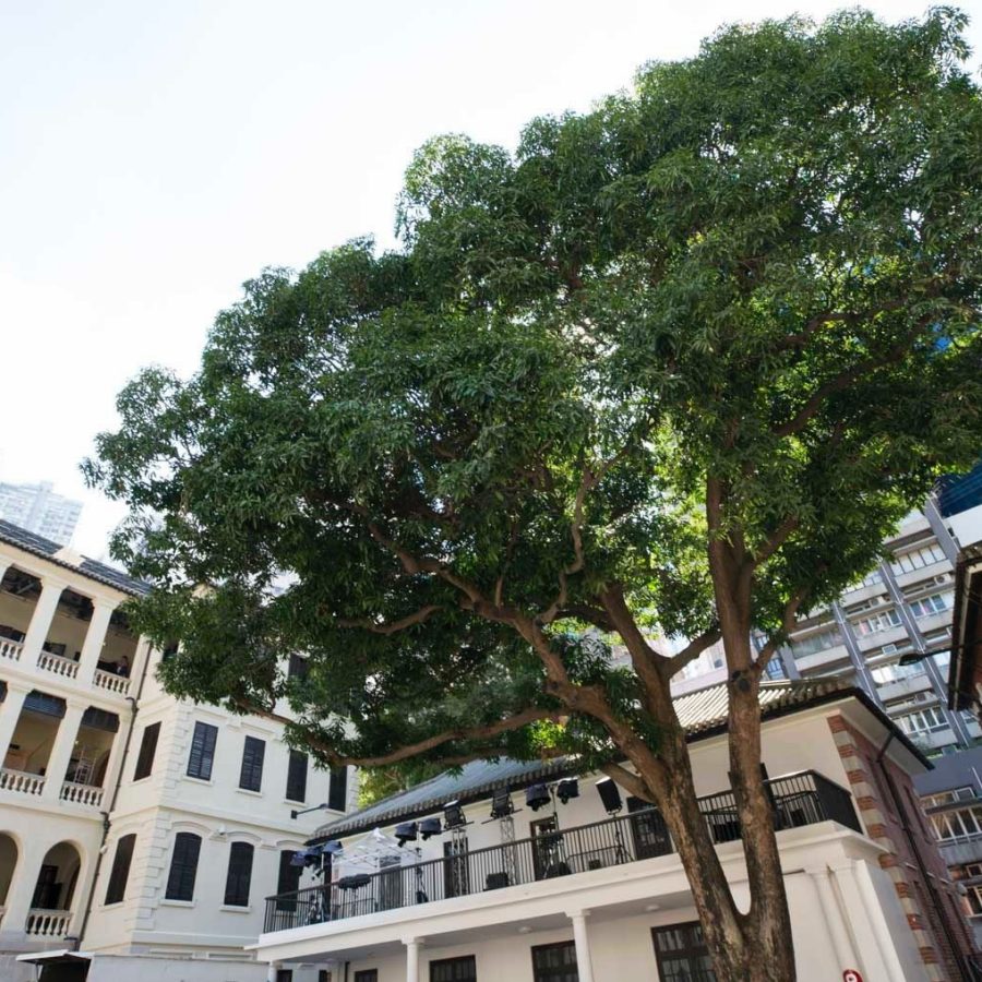 The mango tree in the courtyard at Tai Kwun in Hong Kong.