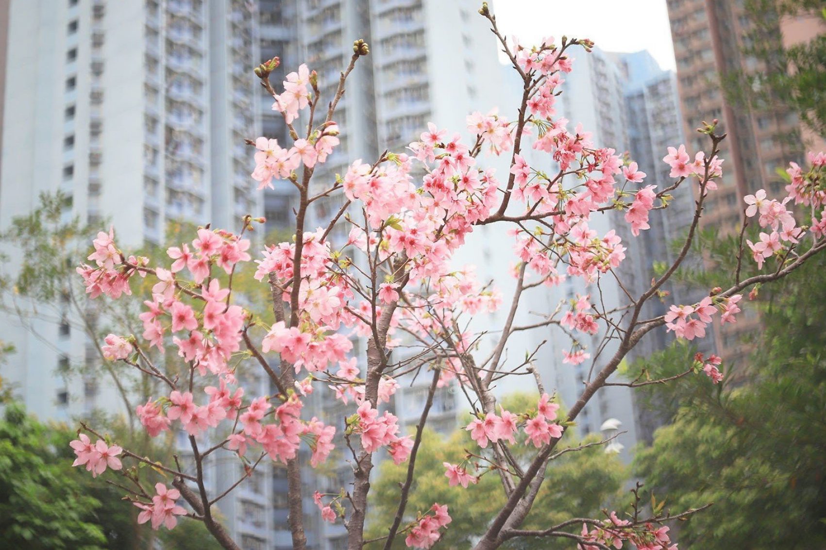 Cherry blossoms in Hong Kong. Seaonweb/iStockphoto/Getty Images