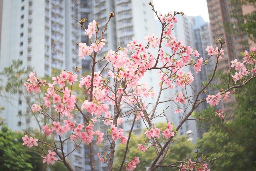 Cherry blossoms in Hong Kong. Seaonweb/iStockphoto/Getty Images