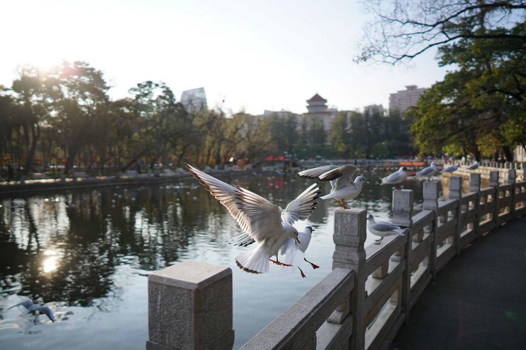 Seagulls flying over the river