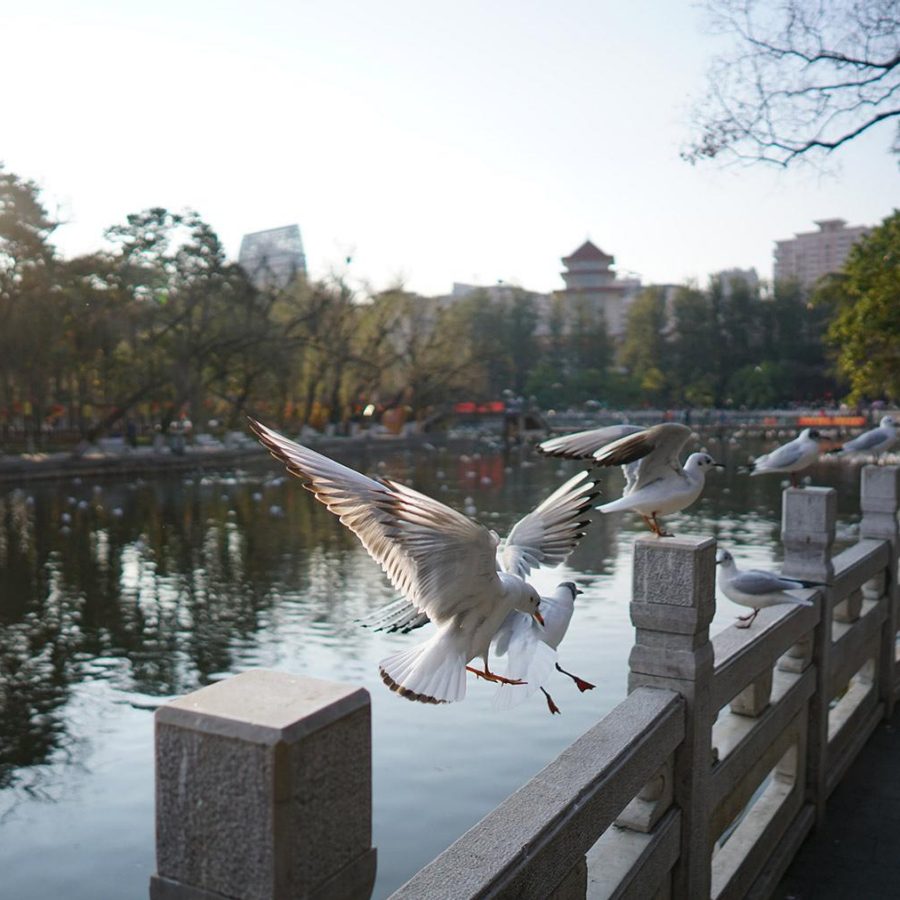 Seagulls flying over the river