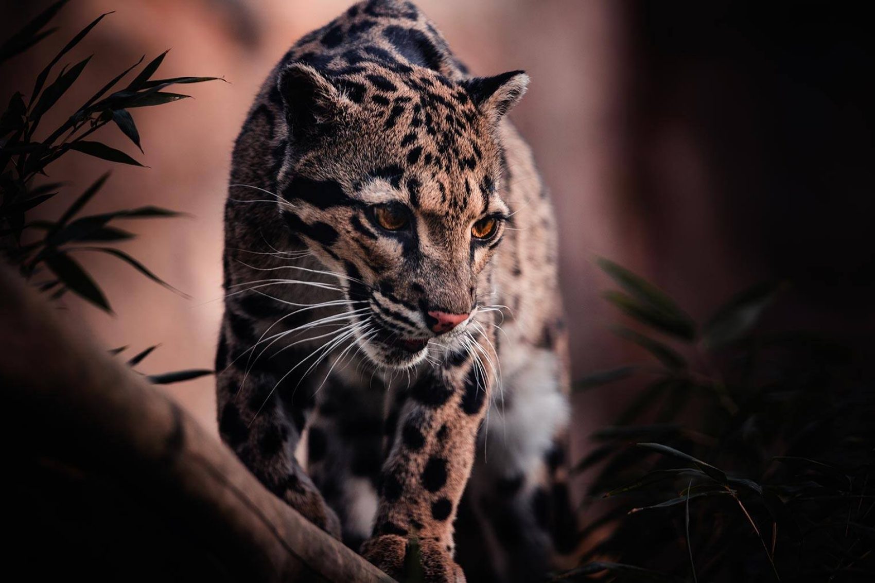 leopard