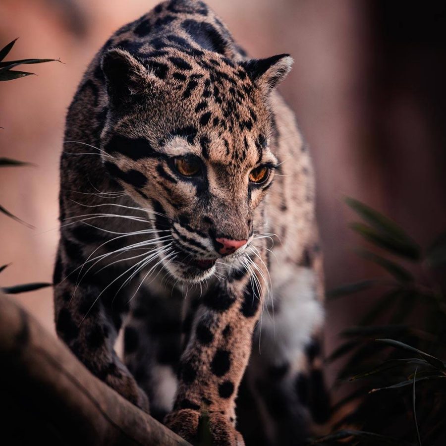 leopard