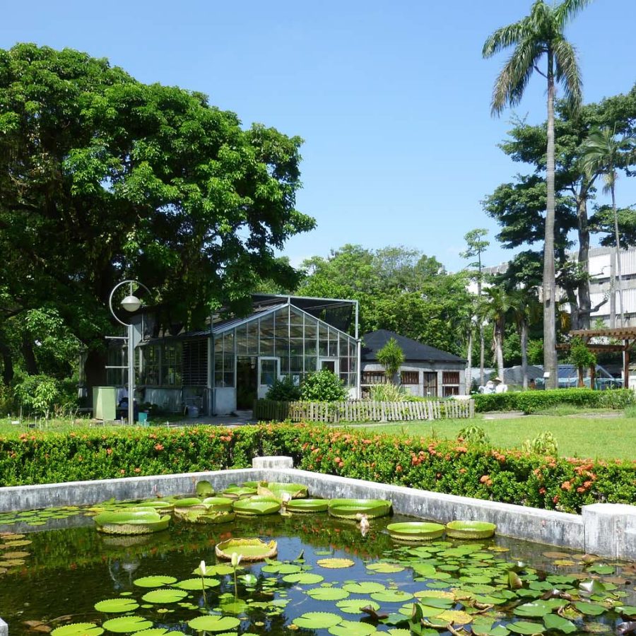 Lily pond at the Taipei Botanical Garden