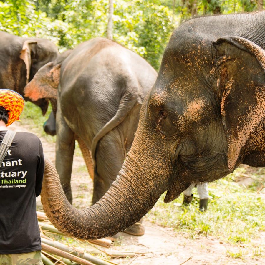 Elephants and their mahout in Phuket Thailand
