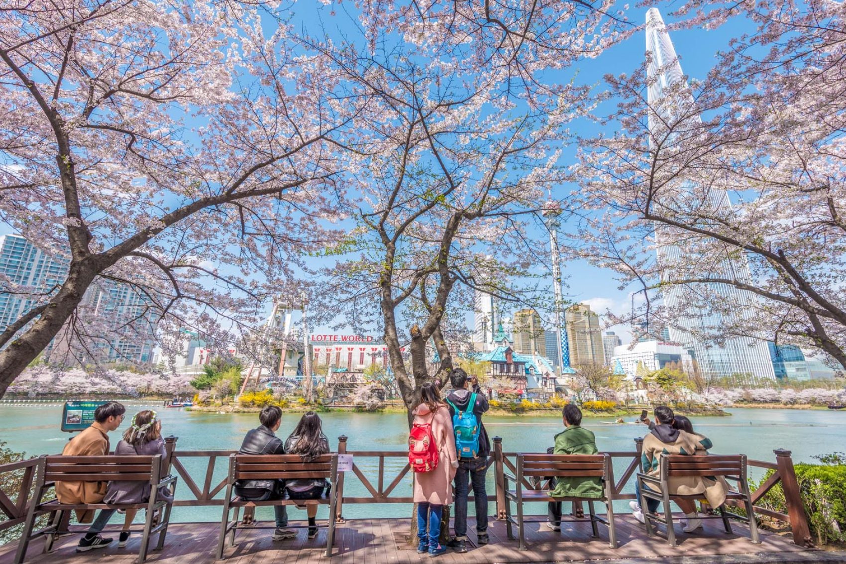 Cherry blossom by the Seokchhon Lake in Seoul, South Korea