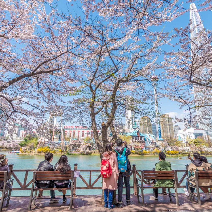 Cherry blossom by the Seokchhon Lake in Seoul, South Korea
