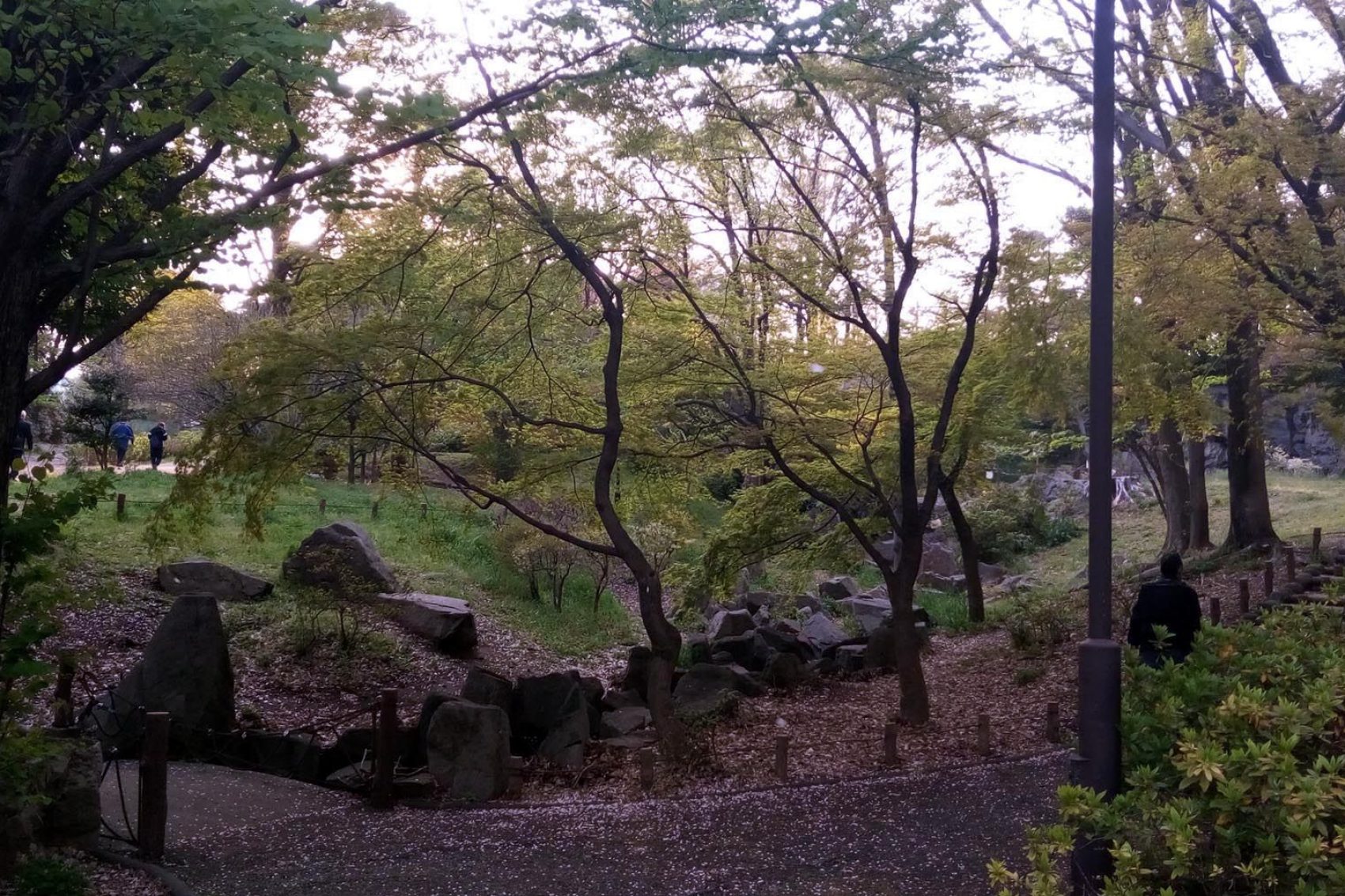Trees and a path in Toyama Park, Tokyo.