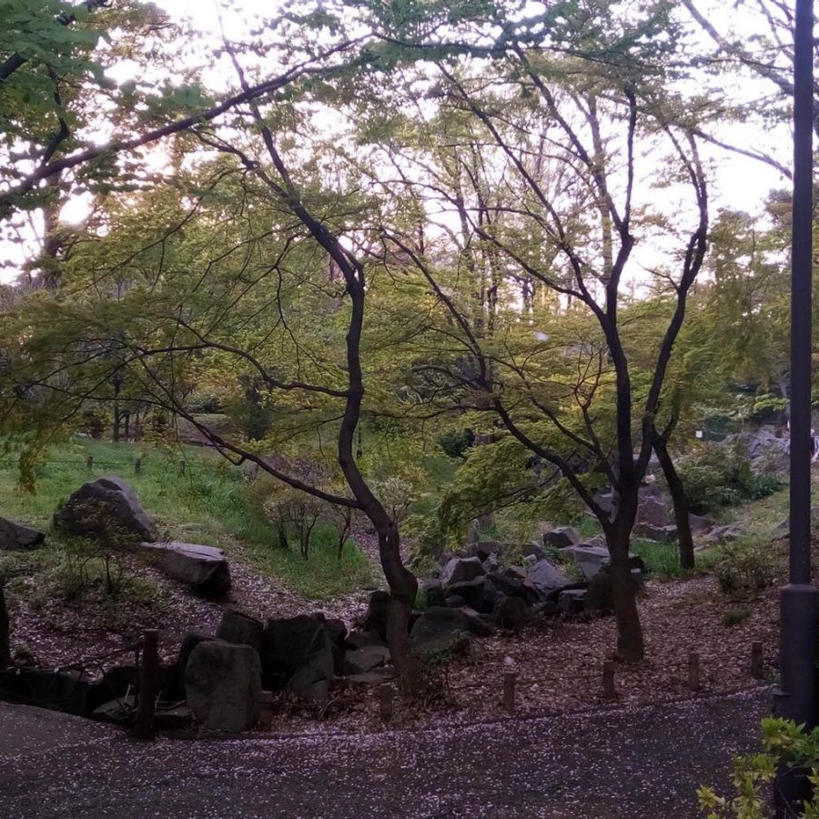Trees and a path in Toyama Park, Tokyo.