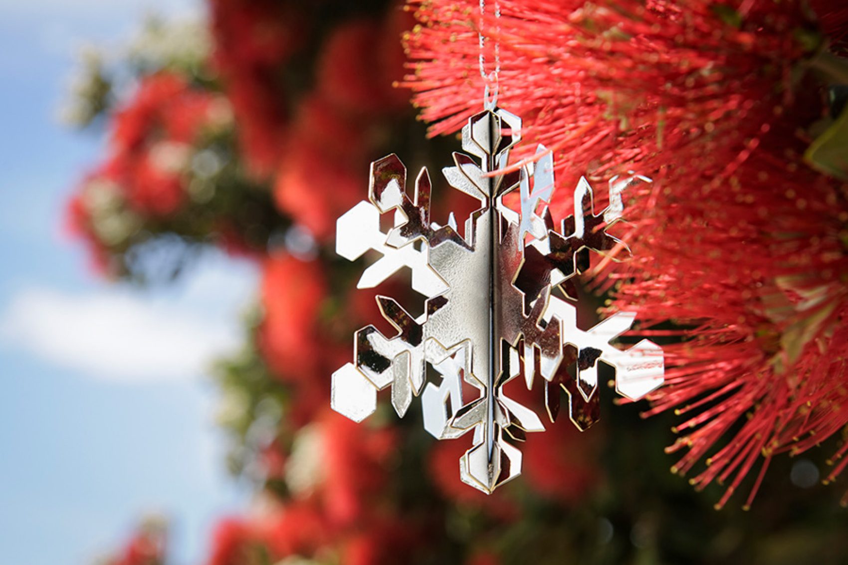 Crimson Christmas tree. Credit: Getty Images