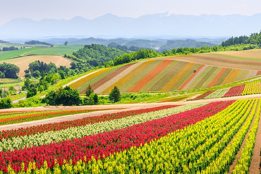 Hokkaido Scenic Byway: Taisetsu-Furano Route, Hokkaido, Japan. Credit: Getty Images