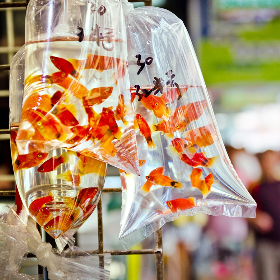 Gold fish in bag. Credit: Getty Images