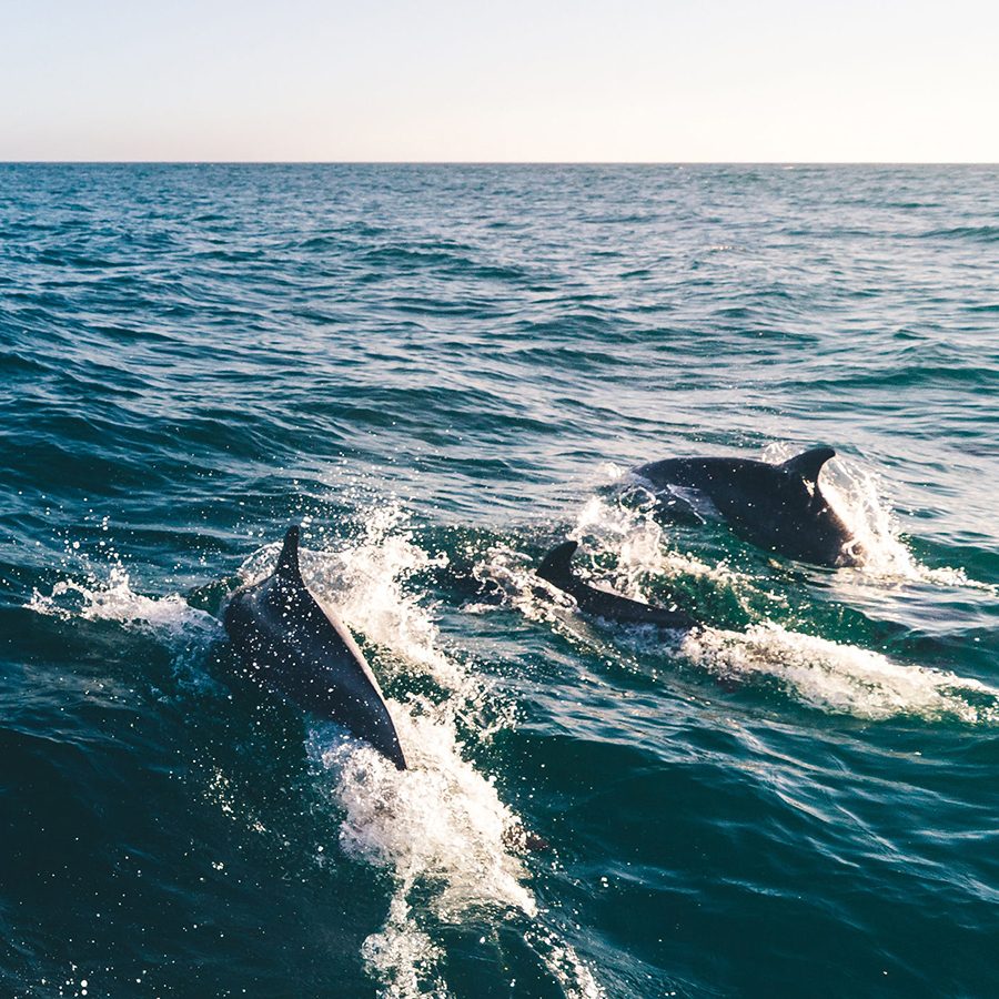 Dolphins swimming in ocean