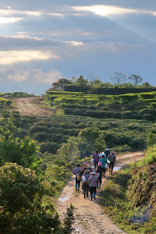JING tea fields