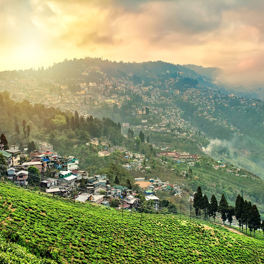 Tea fields