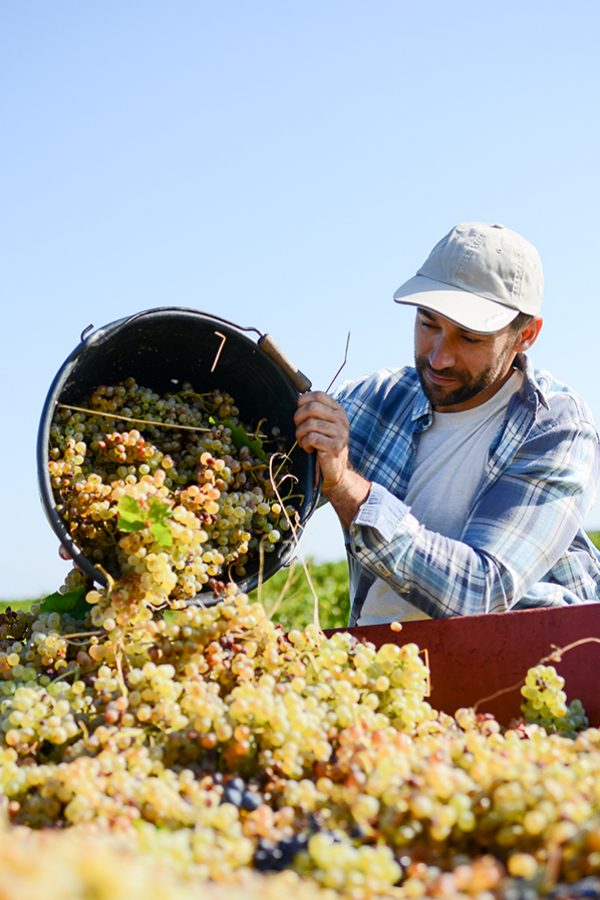 french wine guide