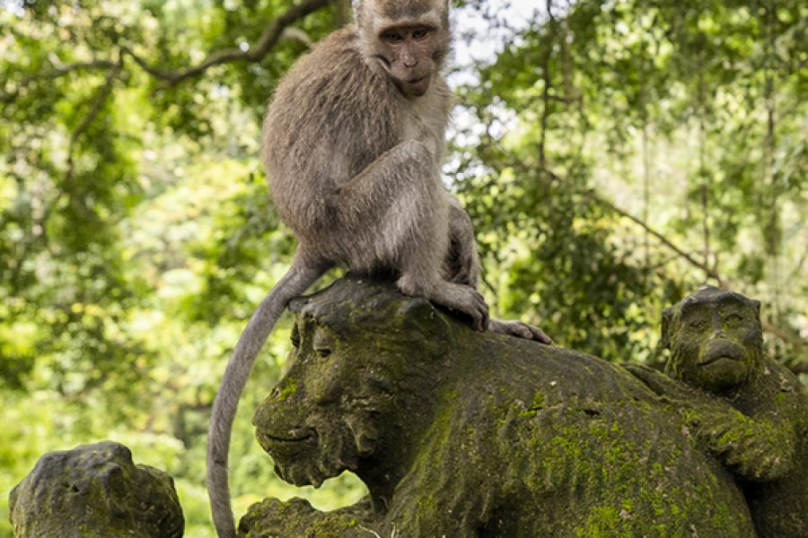 The Sacred Monkey Forest Sanctuary in Ubud, Bali, Indonesia. Credit: Getty Images