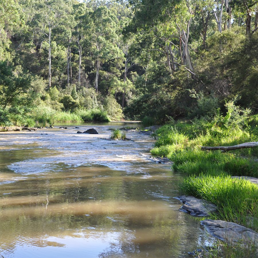 Warrandyte State Park 