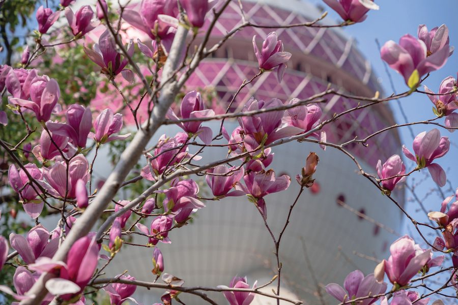 Shanghai flowers. Credit: Georgy Shinkarenko
