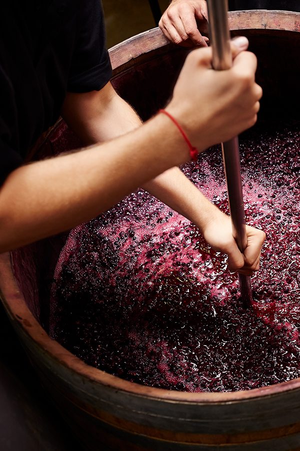 Picton grape crushing. Credit: Getty Images