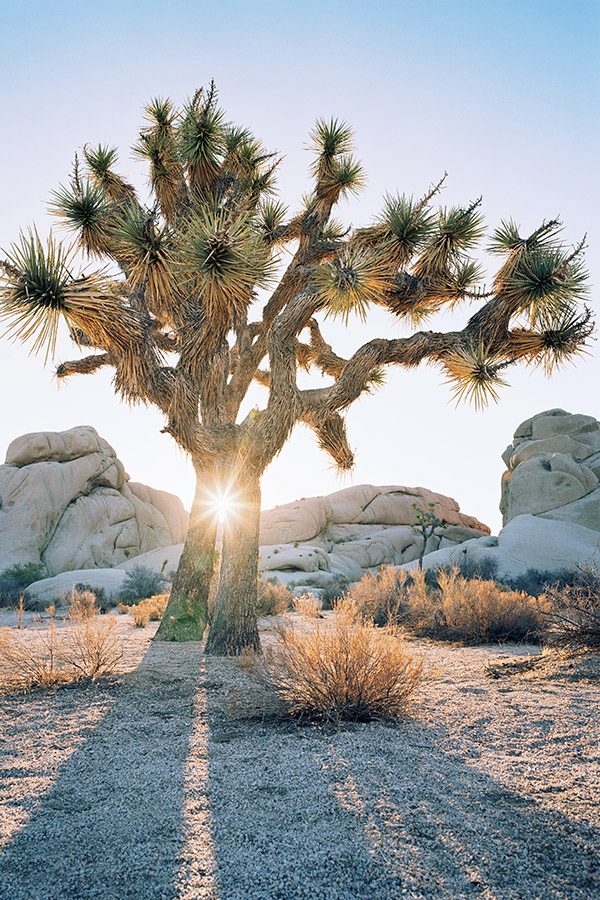 Joshua Tree