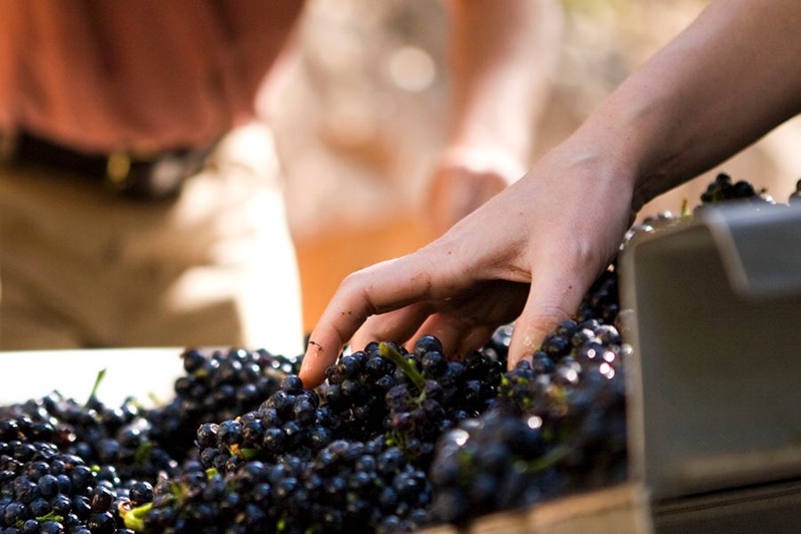 Wineries in Napa Valley