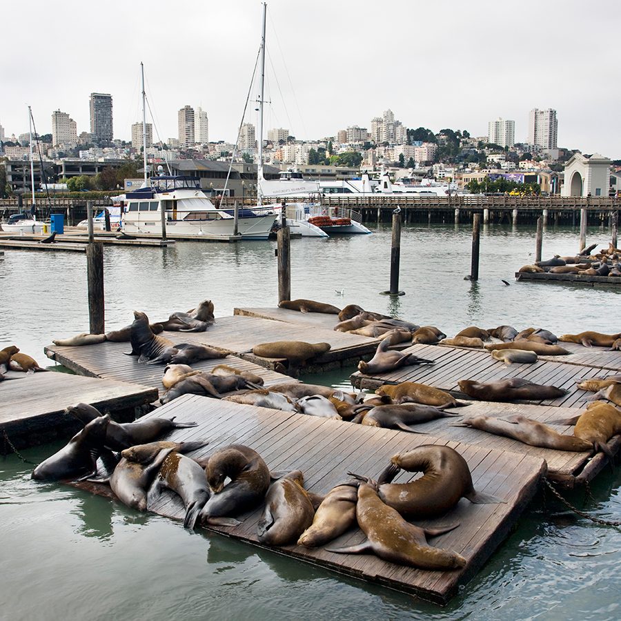 San Franciso Sea Lions