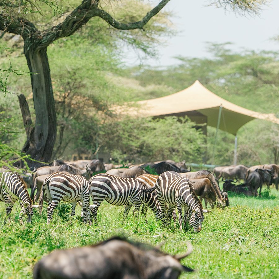 Glamping in Tanzania
