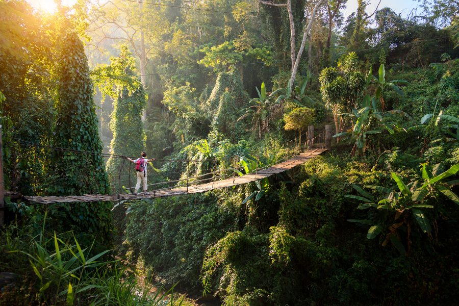 Jungle adventures. Credit: Getty Images