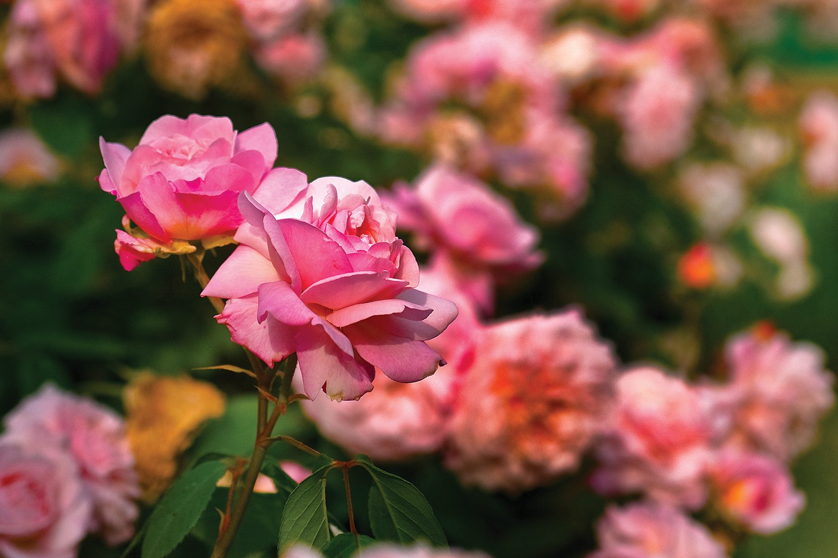 Gardens of earthly delight