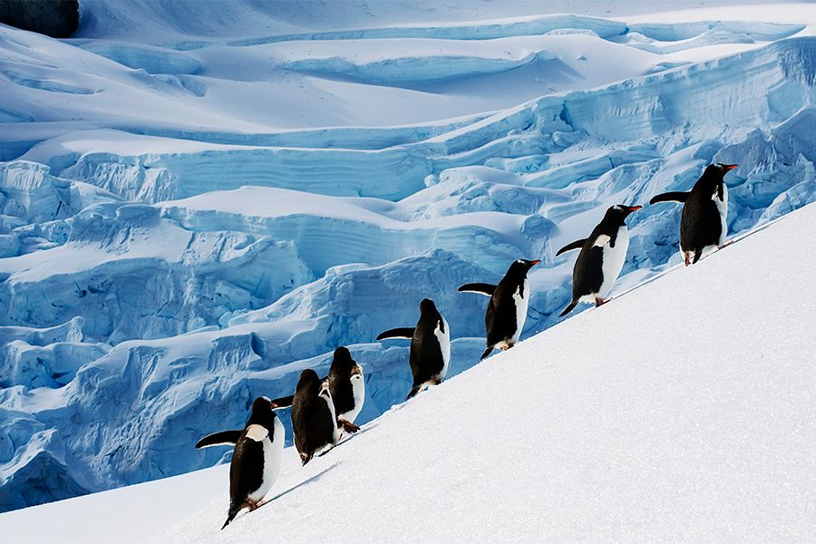 A line of penguins walking up a snowy mountain surrounded by ice and snow in Antartica