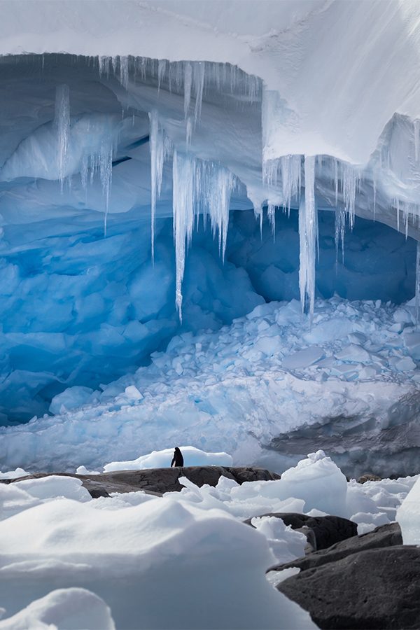 A single penguin standing in an ice cave surrounded ice and hanging icicles in Antarctica 