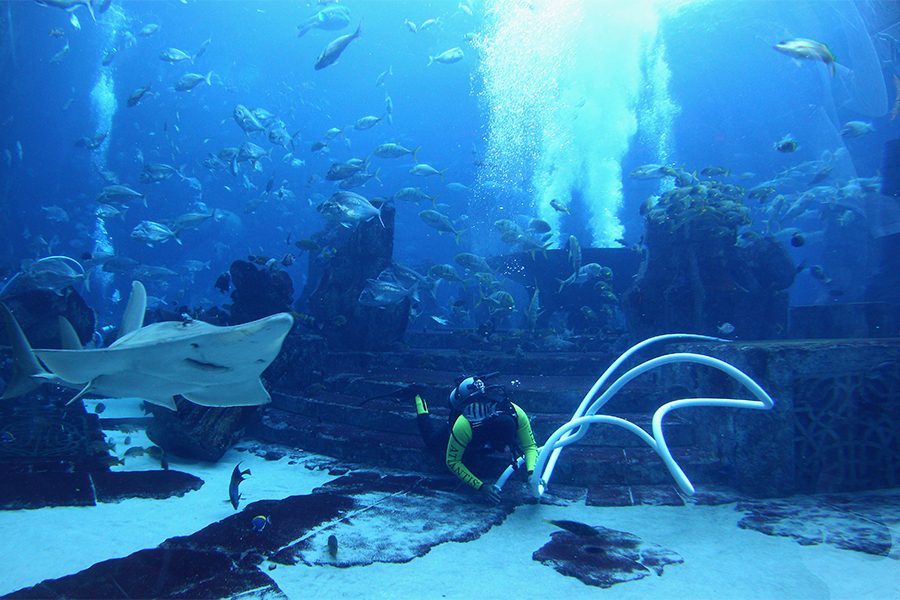 A scuba diver swimming underwater with fishes and sharks in Deep Dive Dubai