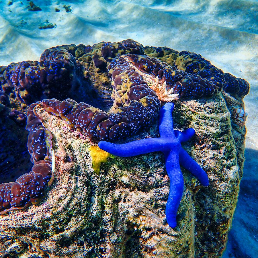 A close up of a blue starfish on a coral underwater in the ocean in Great Barrier Reef, Australia