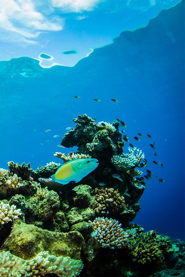 An underwater view of colourful fishes swimming in Great Barrier Reef, Australia 