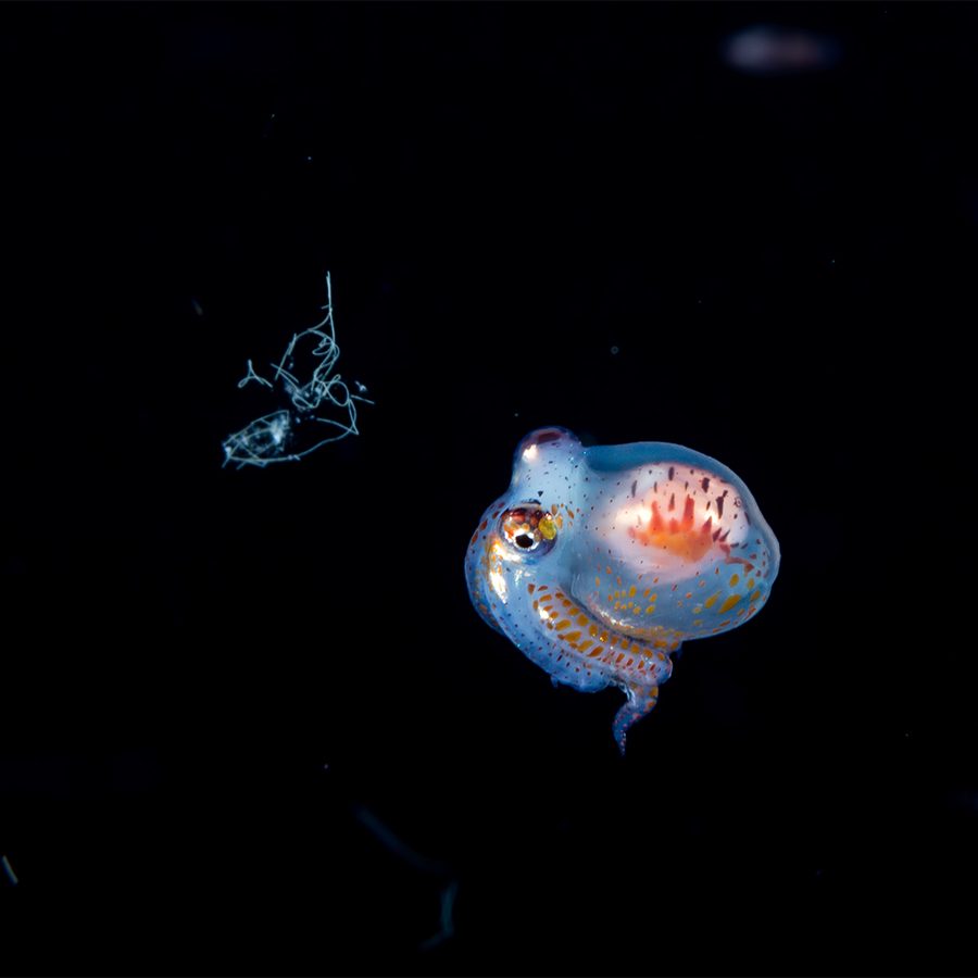 A close up of a jellyfish and squid underwater in the ocean at night in Kona, Hawaii
