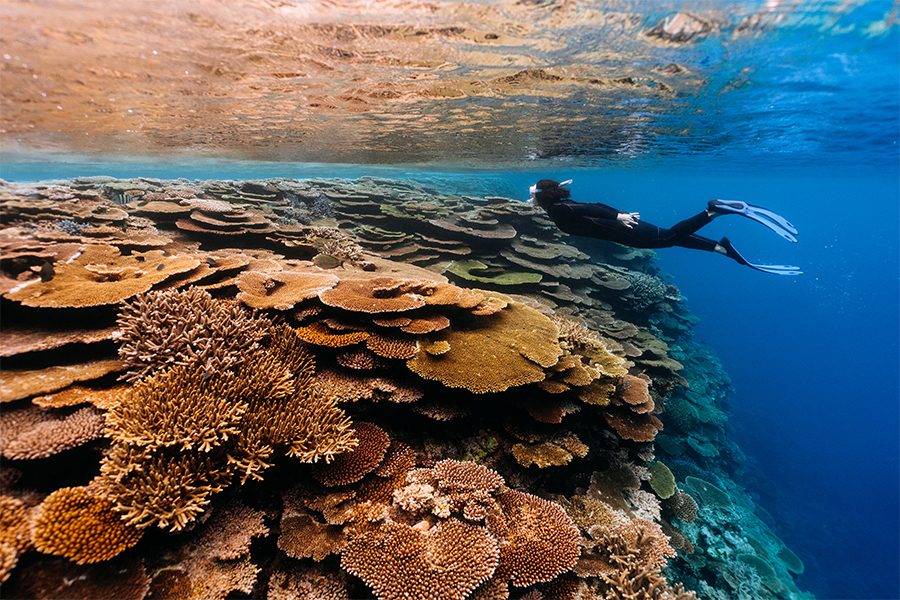  A person wearing snorkling gear swimming over a giant coral reef underwater in the ocean in Okinawa, Japan