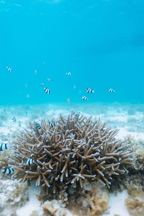 A close up of a school of tiny fishes swimming around a coral in Okinawa, Japan
