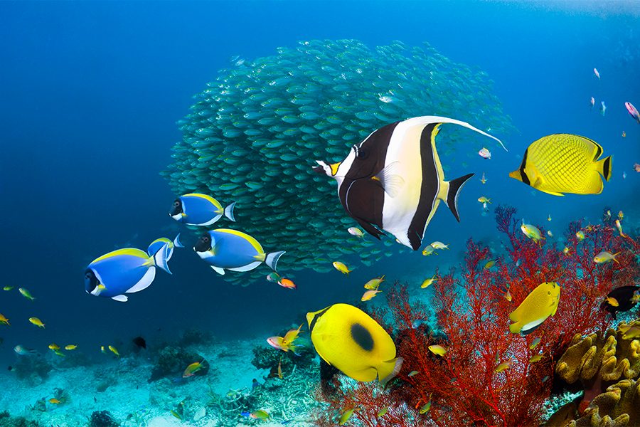Many colourful fishes swimming underwater in Raja Ampat, Indonesia