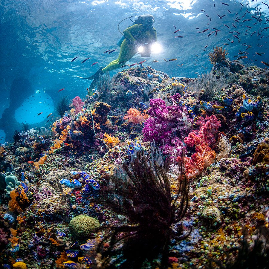 A scuba diver swimming underwater over colourful coral reefs surrounded by fishes in Raja Ampat, Indonesia