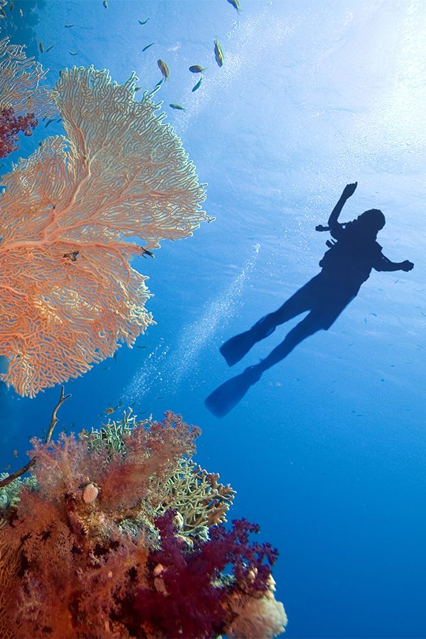 A silhouette of a person swimming and snorkling in the ocean over colourful coral reefs in Red Sea, Egypt 