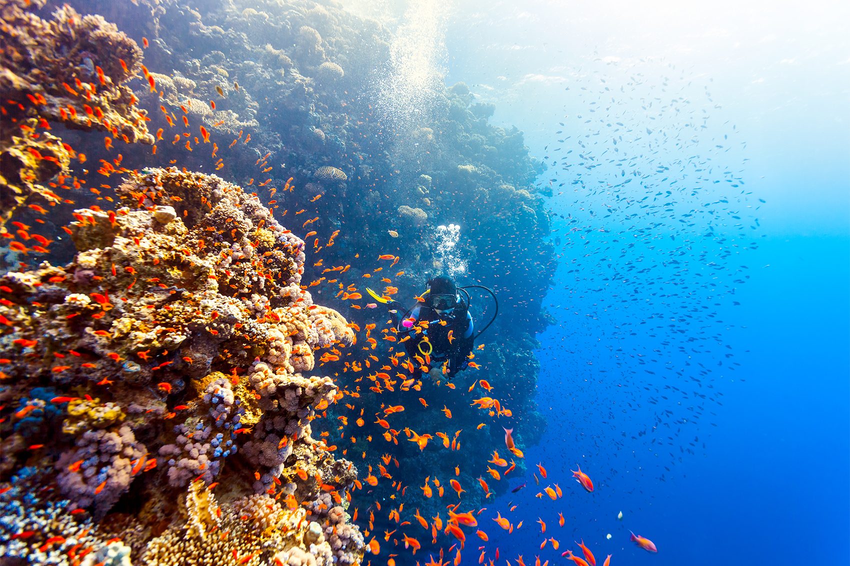 A scuba diver underwater swims next to a giant coral reef surrounded by colourful fishes