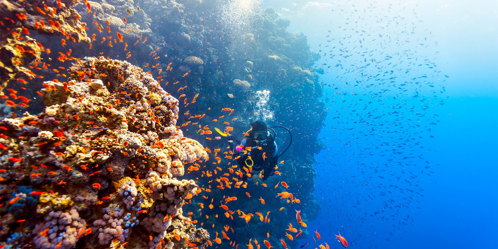 A guide to the top scuba diving destinations and when to go