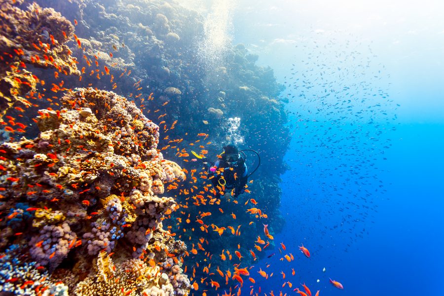 A scuba diver underwater with a diving license swims next to a giant coral reef surrounded by colourful fishes in Red Sea, Egypt