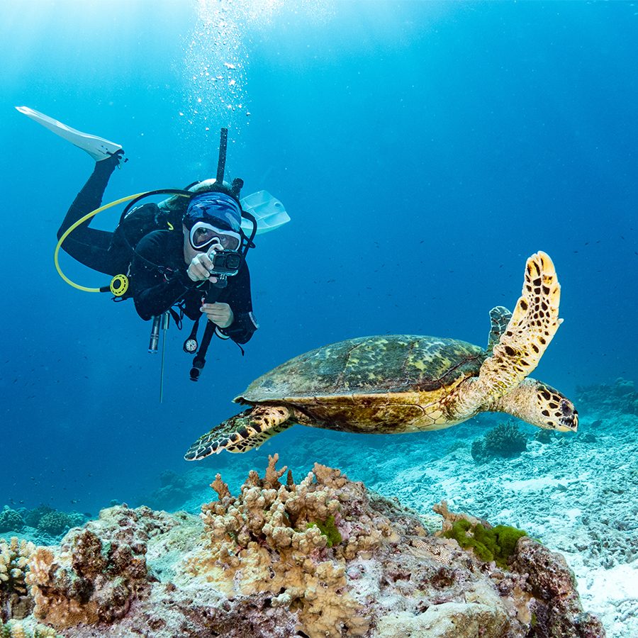 A scuba diver swimming underwater in the ocean with a sea turtle, Similan Islands, Thailand