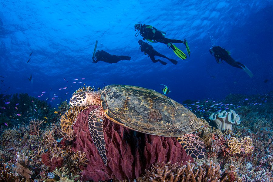 A group of scuba divers swimming underwater over a coral reef and a giant sea turtle