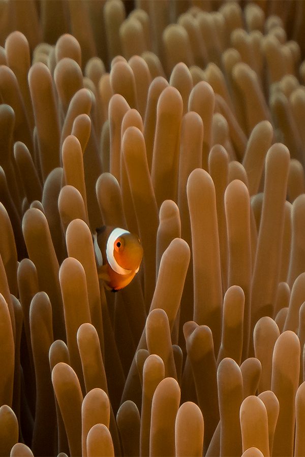 A close up of a clownfish hiding in a sea anemone