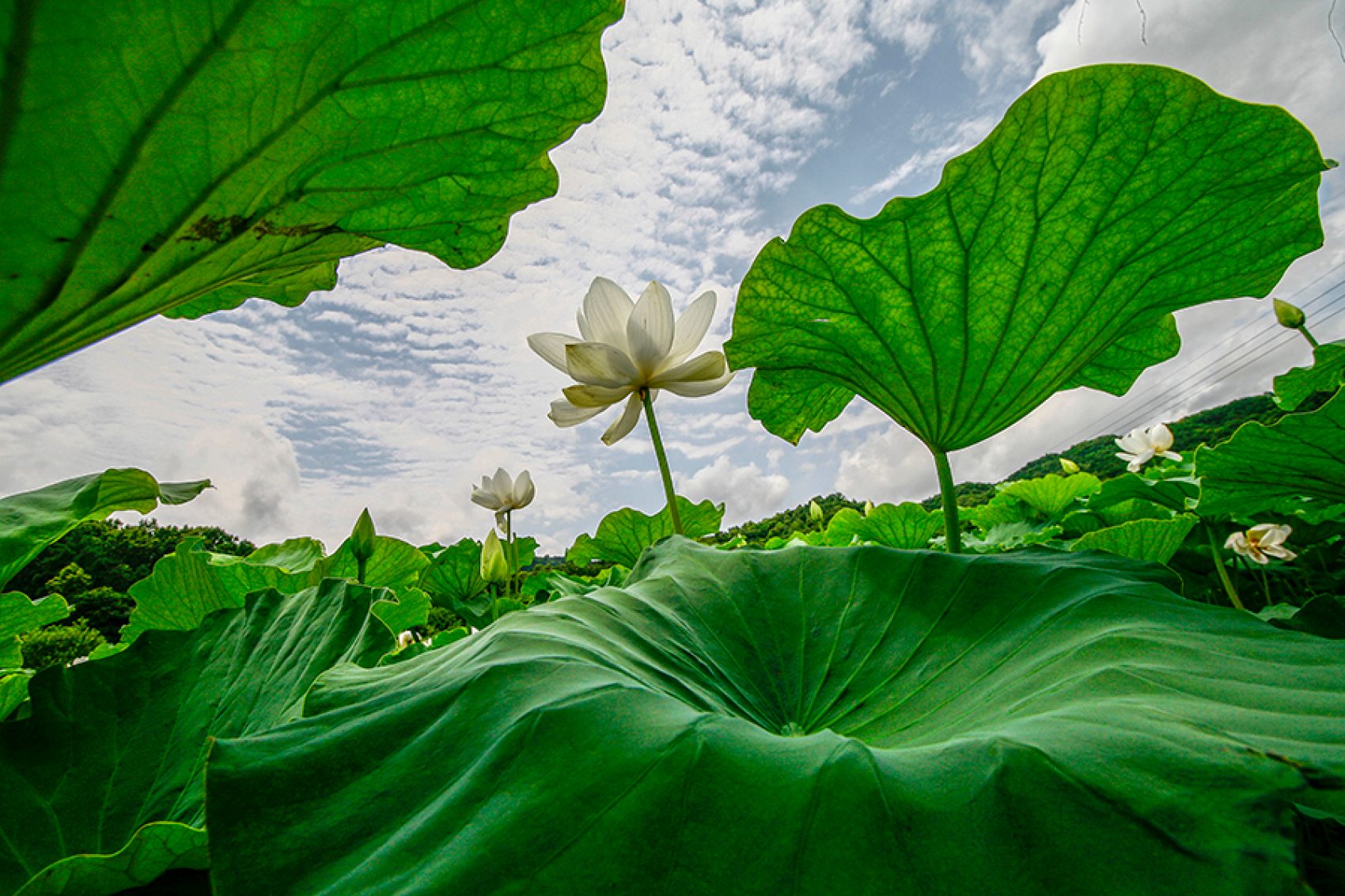 Lotus flowers at Lianhuashan Tourist Area