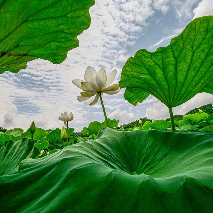 Lotus flowers at Lianhuashan Tourist Area